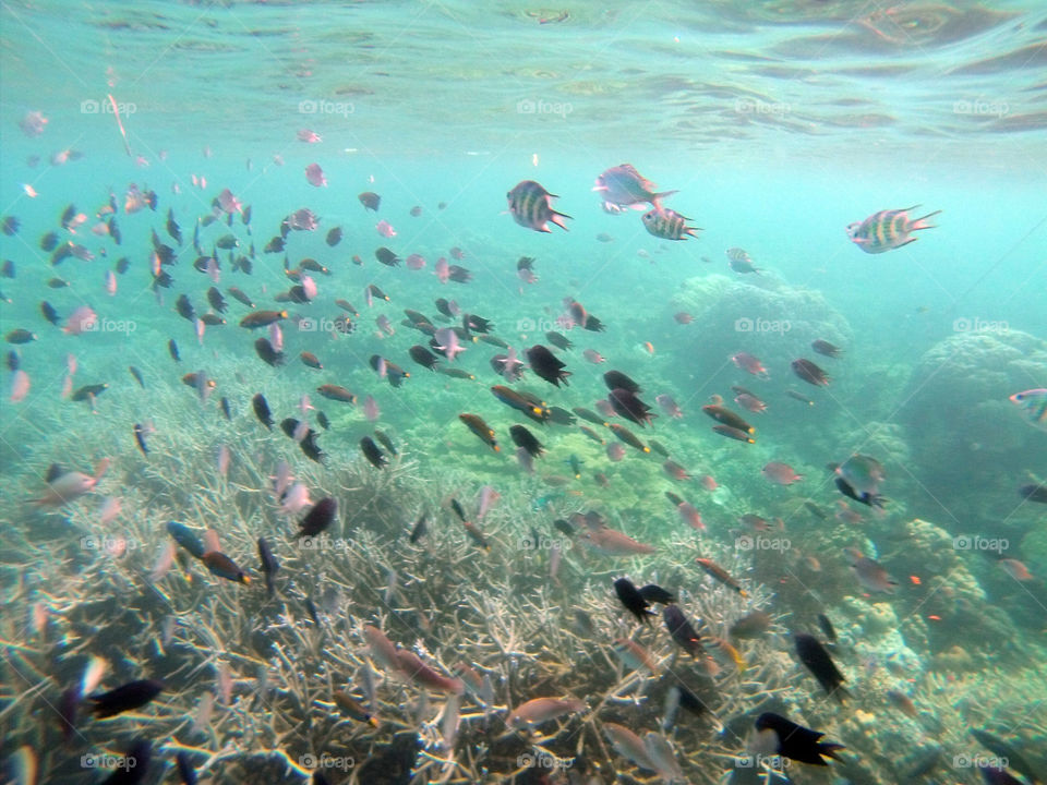 School of fish and corals underwater summer fun