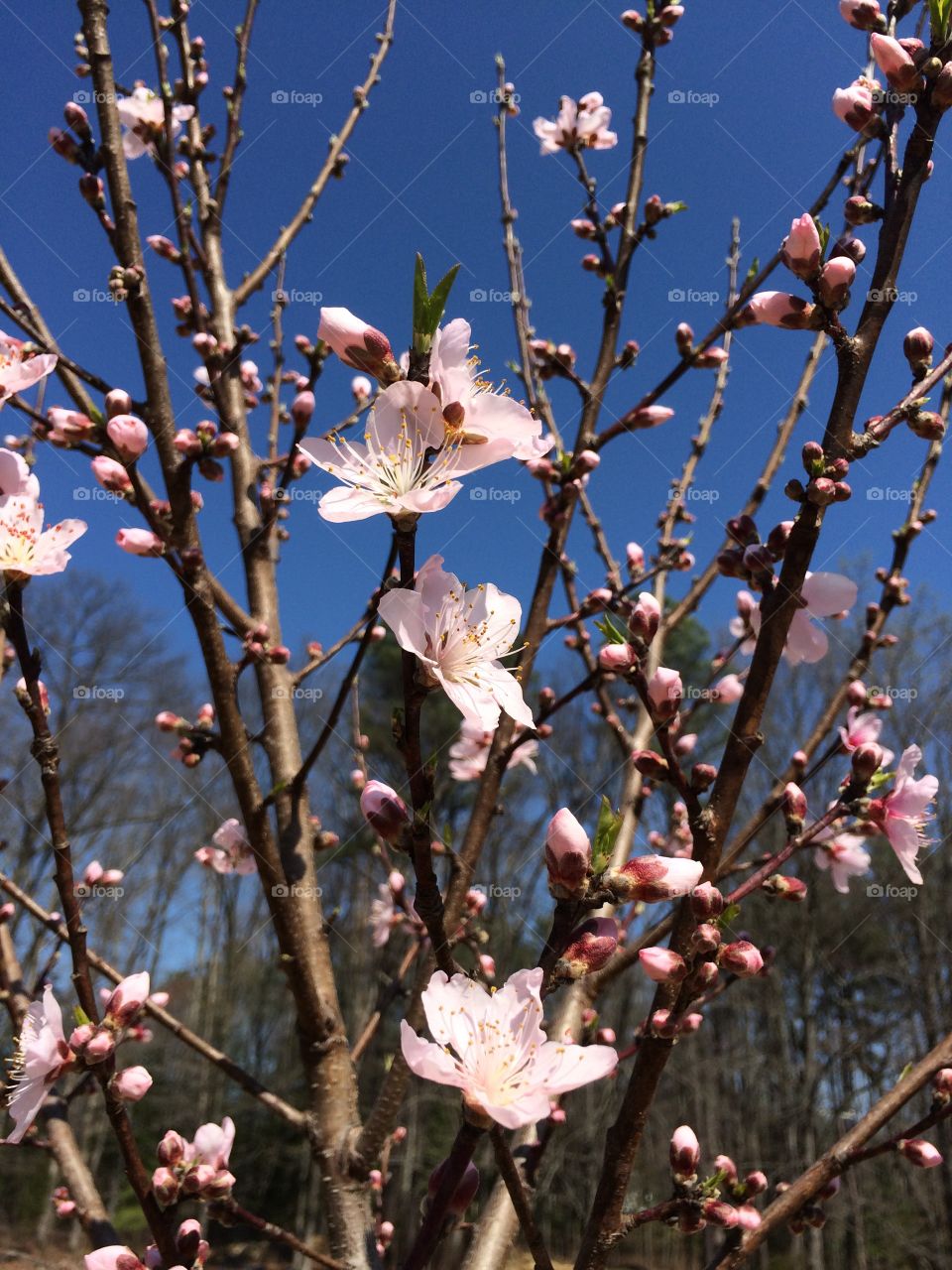 Cherry, Flower, Branch, Tree, Nature