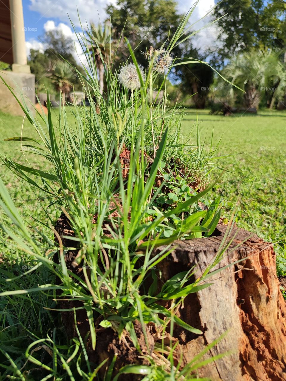 Dandelion plant, growing in a stump