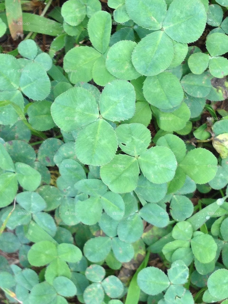 Clover patch