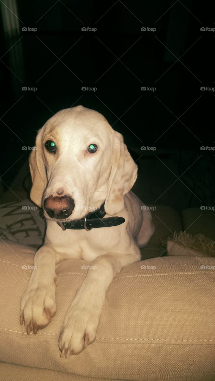 Ash. Doggie asking to go for a walk