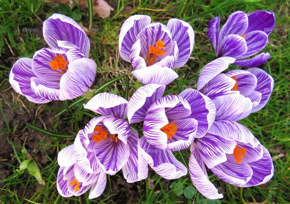 crocus