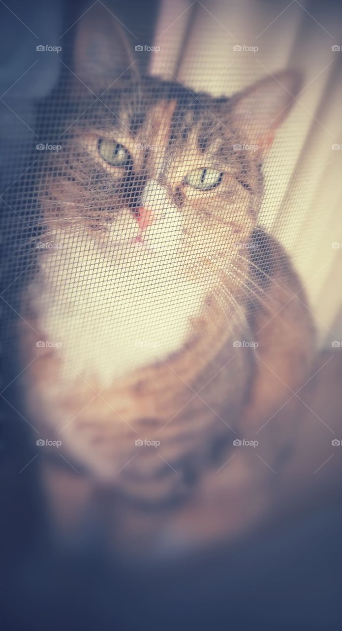 Cat Through The Window Screen. my cat, Mary Jane trying to keep cool on a hot summer day.