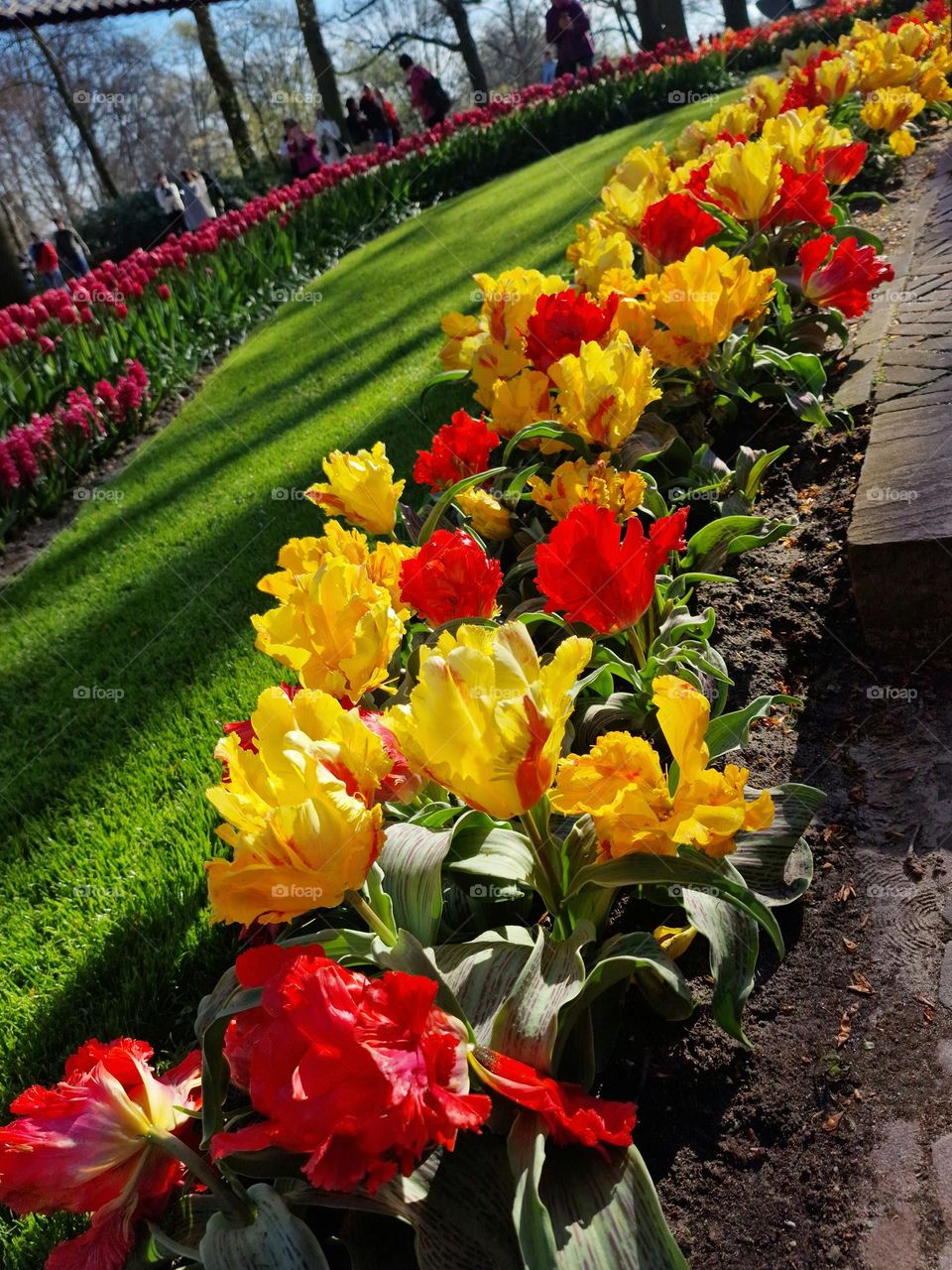 spring in holland