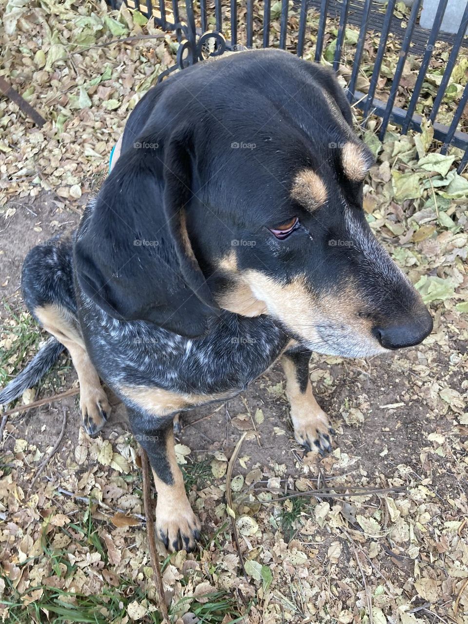 Hound patiently Sitting