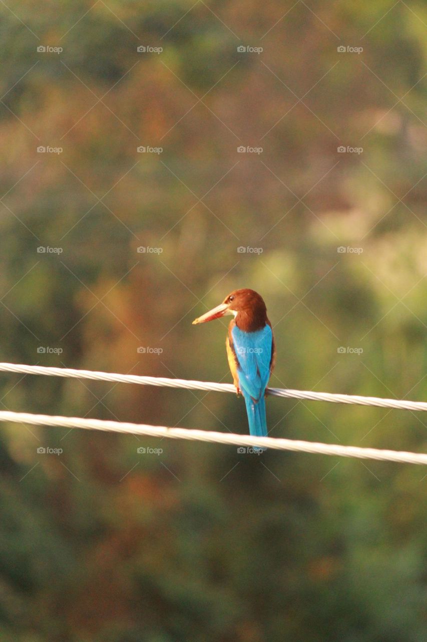 the king of good times