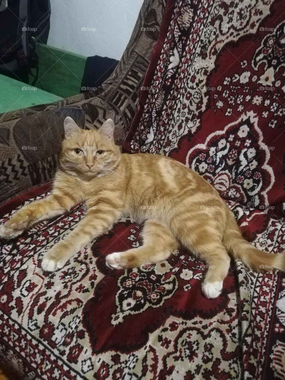 Кот Том проснулся...