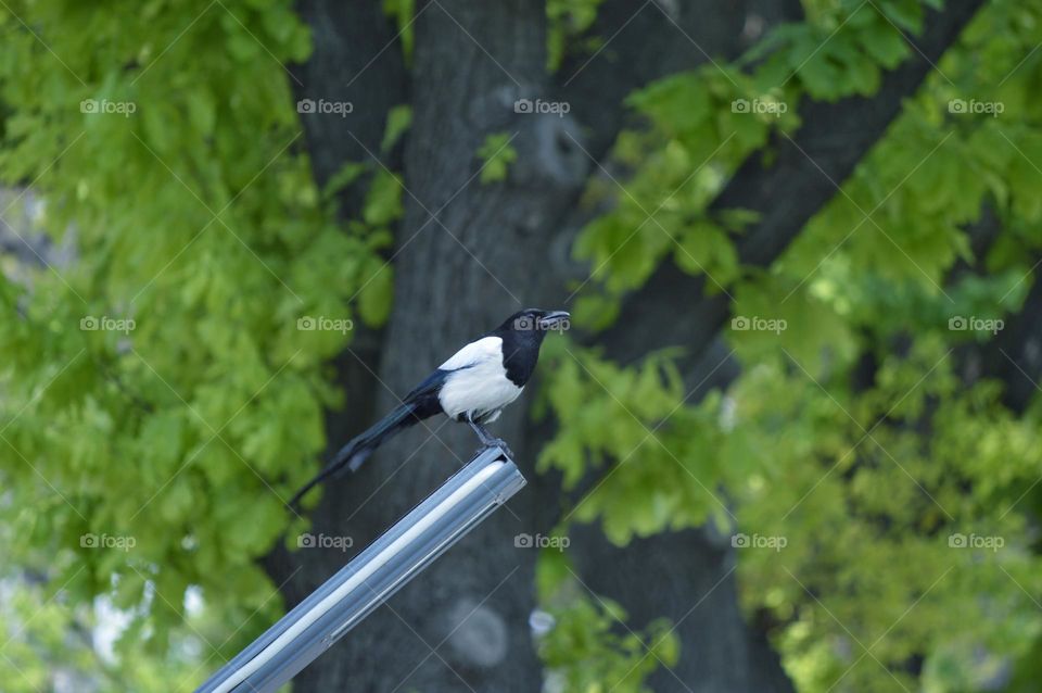 white and black magpie sits on a lamppost