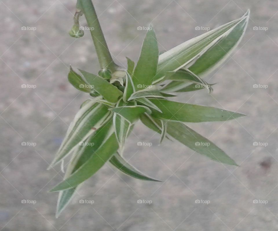 I am growing with my green white babies