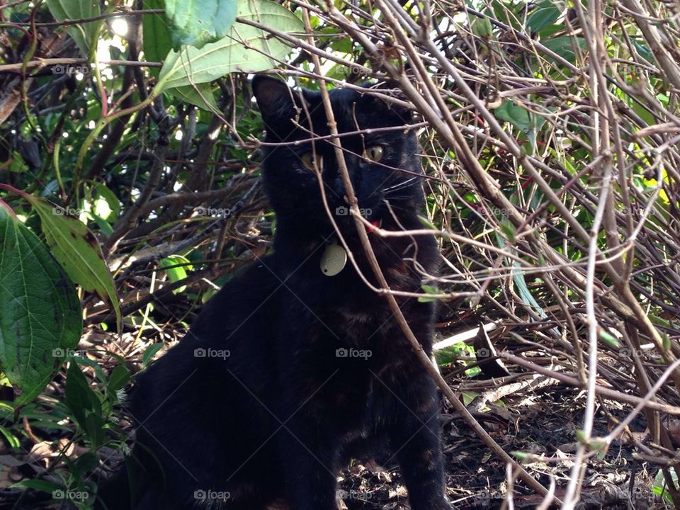 Pretty black kitty