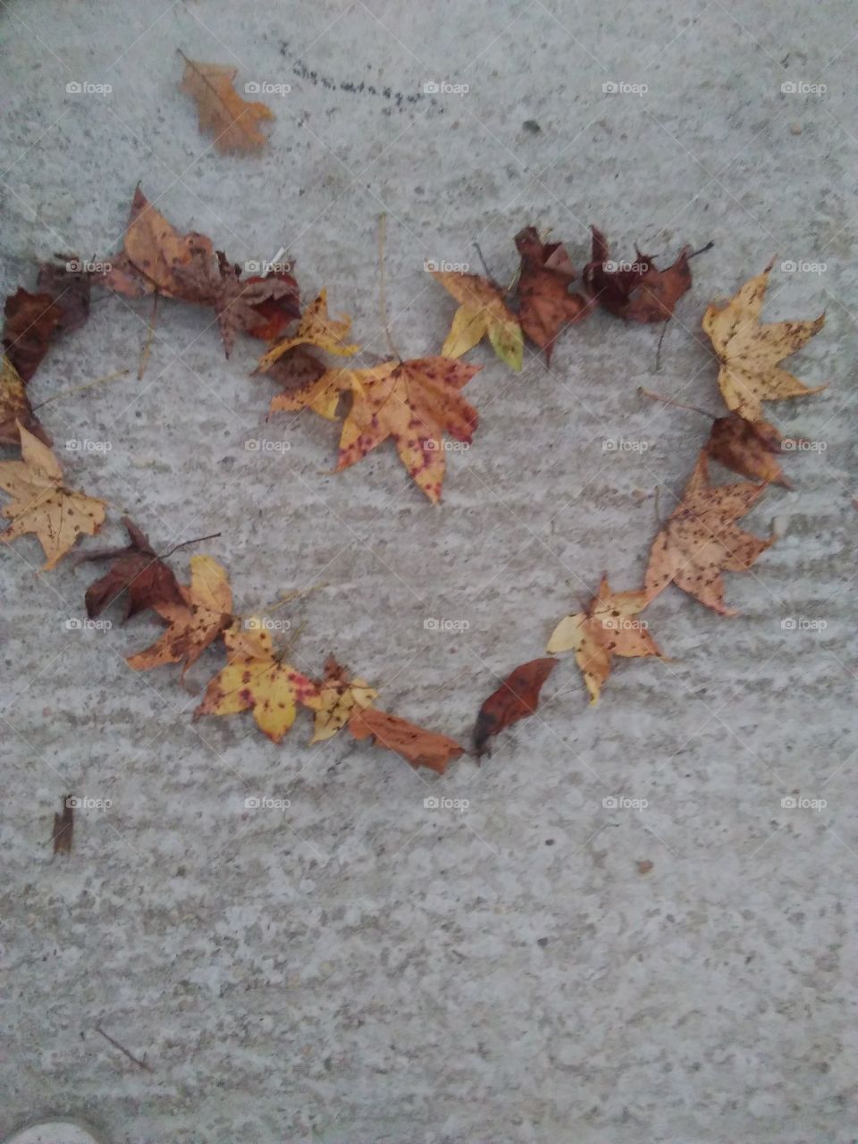My heart is fragile as if it were made from leaves