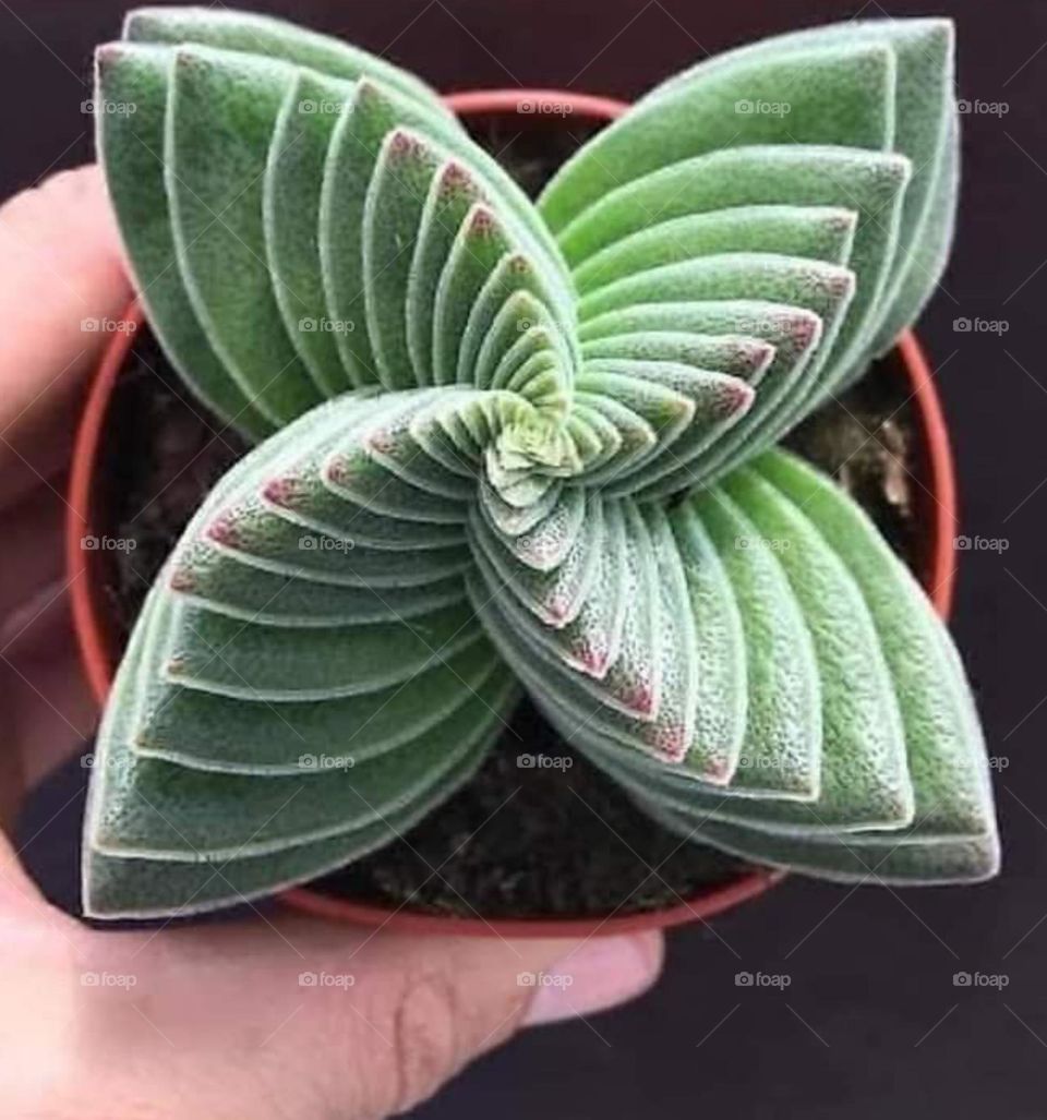 very nice plant