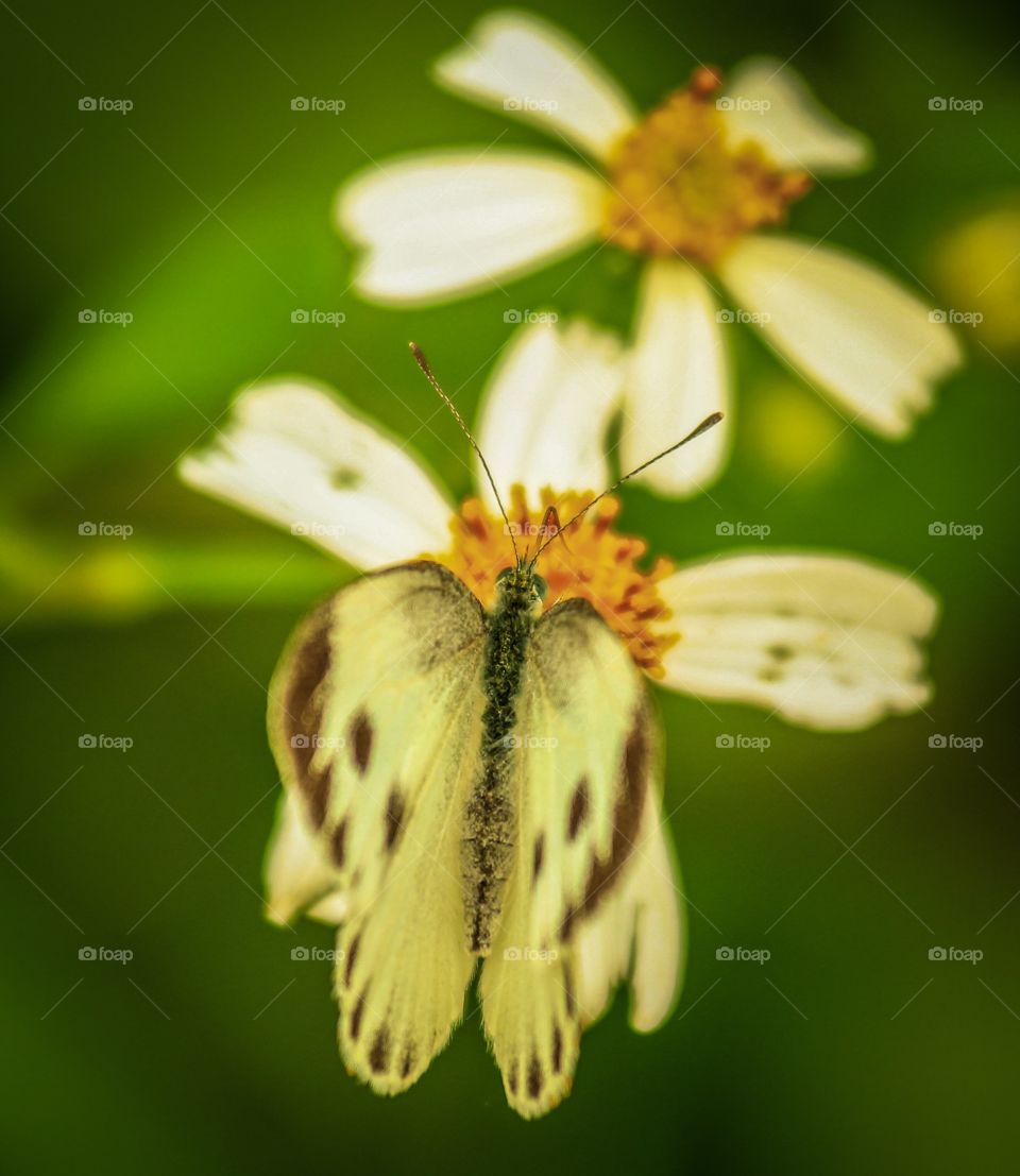 Behind a Busy Butterfly Having his Meal on a Wild Flowers, Caught during my Chasing Natures...
