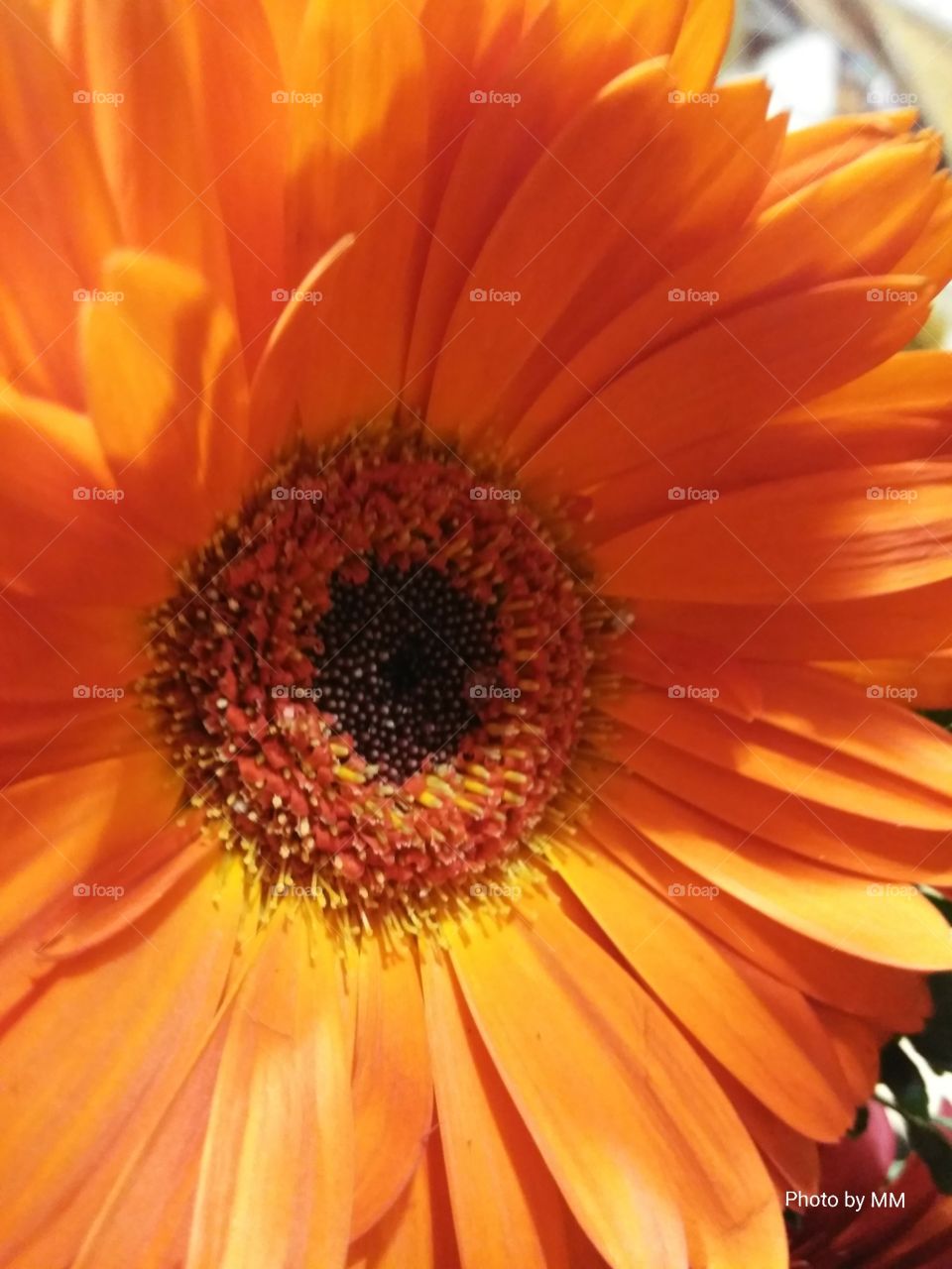GERBERA