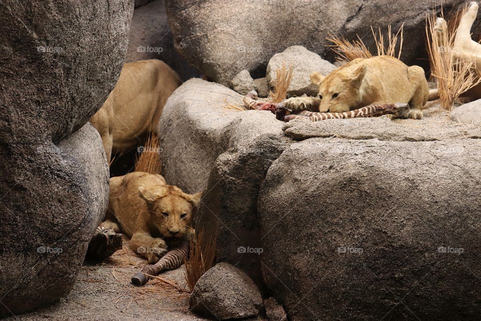 lions enjoying a lunch break