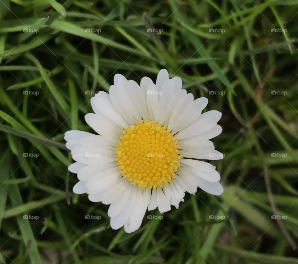 Little flower 