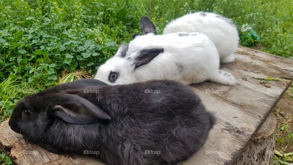 rabbits