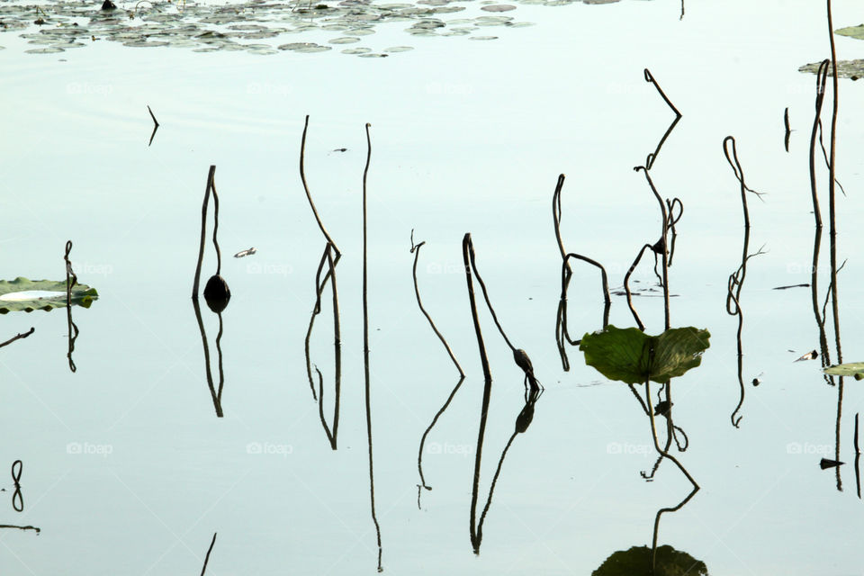 lotus pond reflection