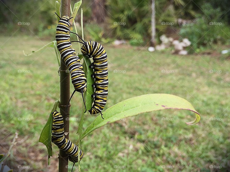 A trio of Monarch Caterpillars eating a Milkweed plant, preparing for an amazing metamorphosis.