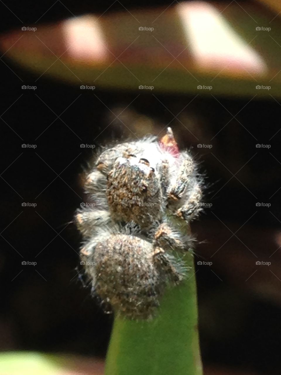 Small spider on green plant