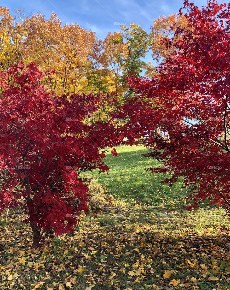 Fall, Leaf, Maple, Season, Nature