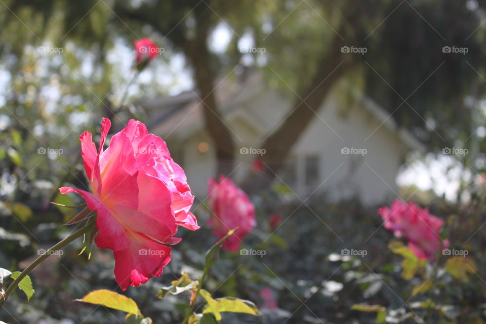 roses at Nixon birthplace
