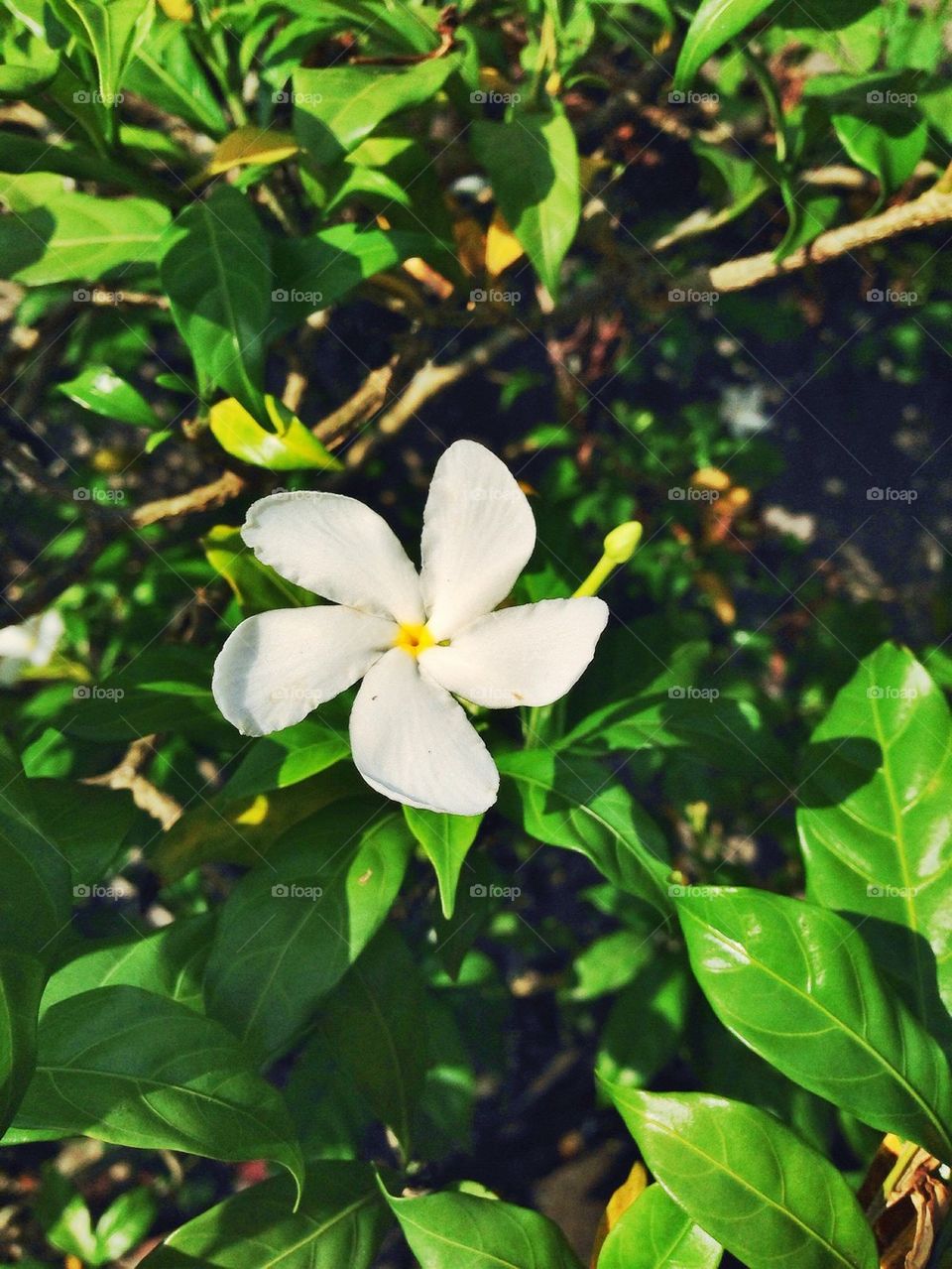 White flower