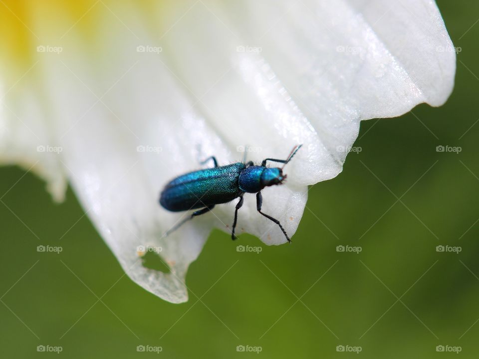 Beautiful macro beetle on top of a daisy flower 