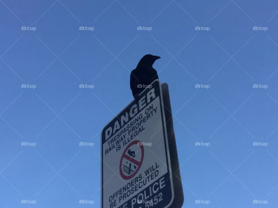 Lone crow on a street sign 