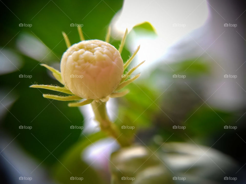 Crowned small flower