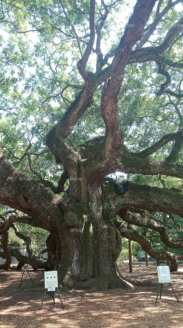 the giant 400 yr old Angel Oak of South Carolina