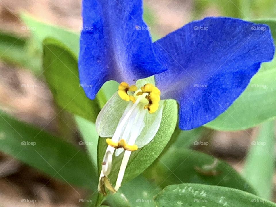 Bright blue and purple flower with yellow and white center with green all around it.