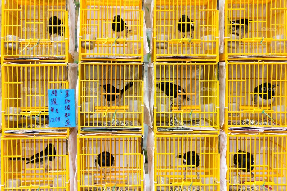 Bird markets, Mongkok, Hong Kong