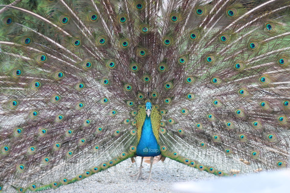 Peacock, Feather, Bird, Pattern, Peafowl