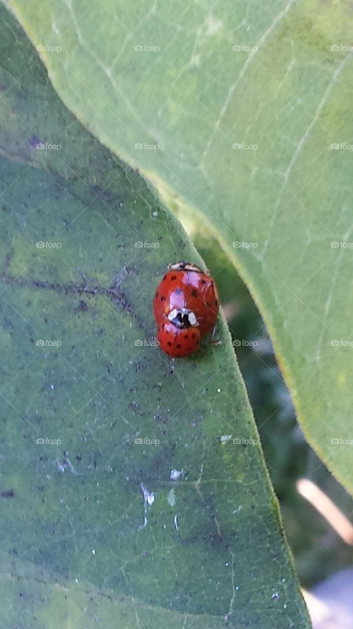 my new ladybug friend