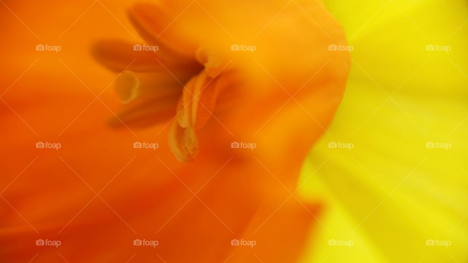inside. macro of a orange and yellow daffodil 