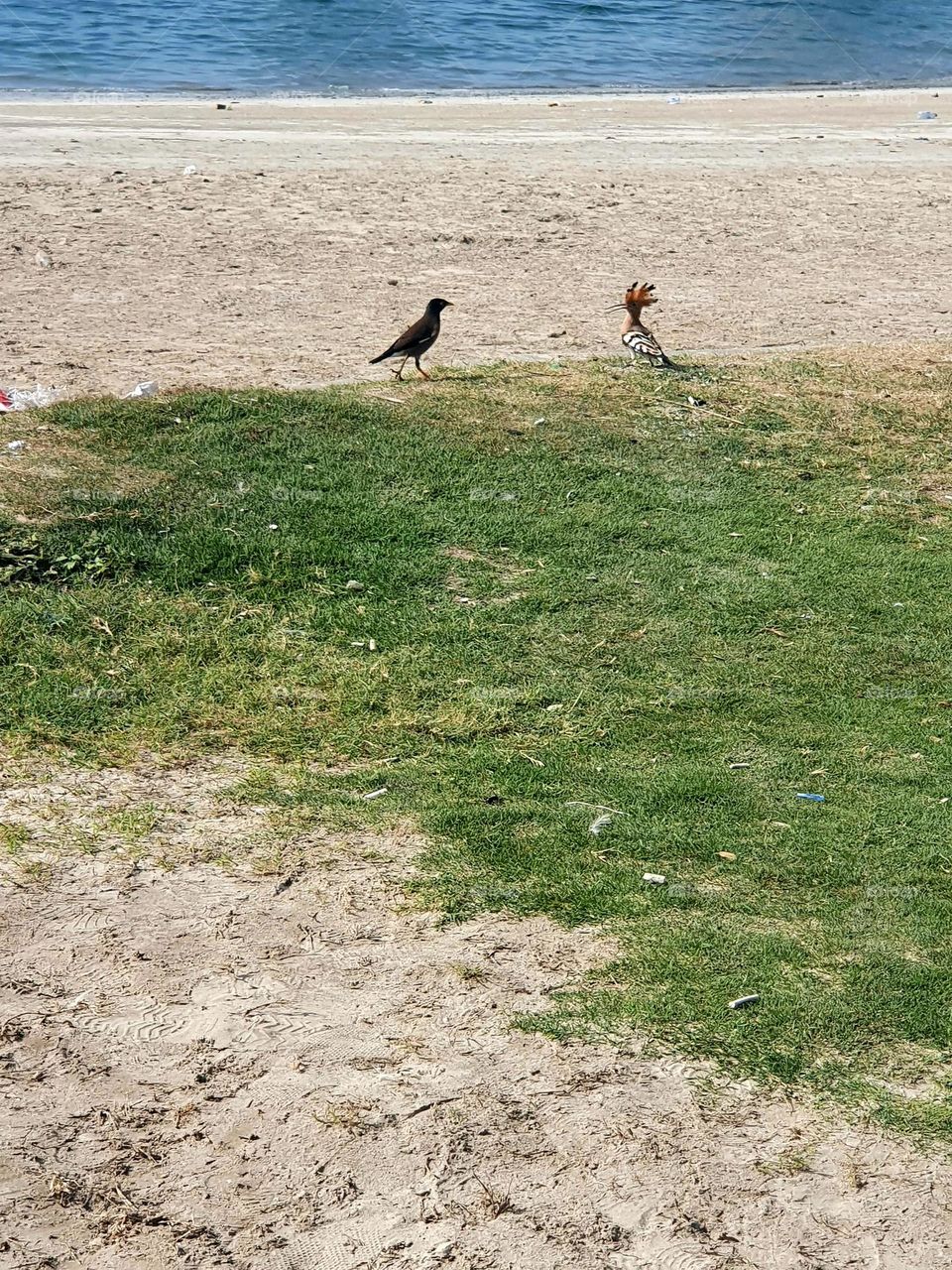 2 birds 🐦  communicating ❤❤❤