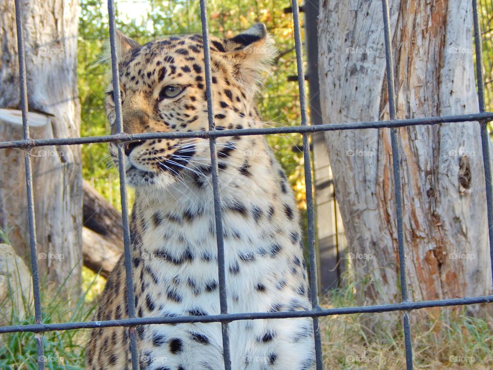 Leopard gazing . Leopard staring from a zoo cage