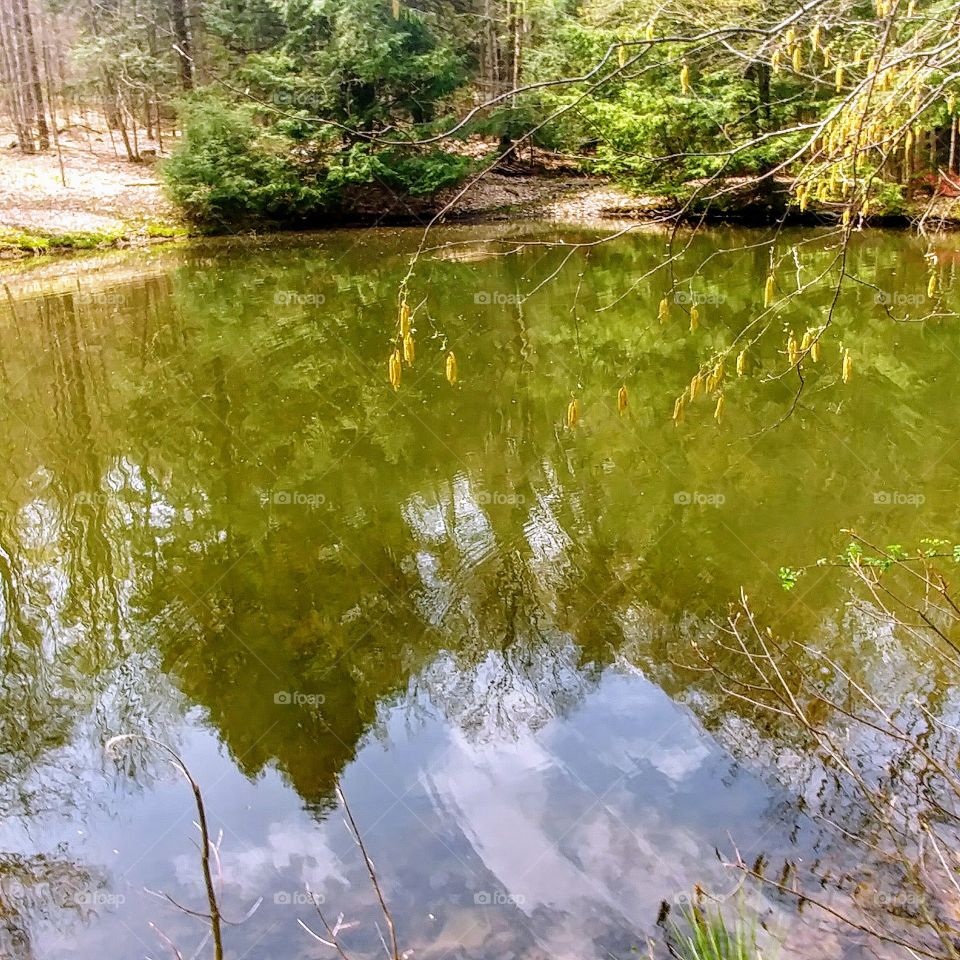 Pond in the woods