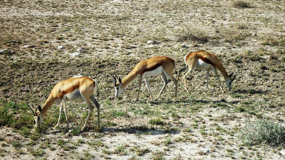 Springbucks grazing