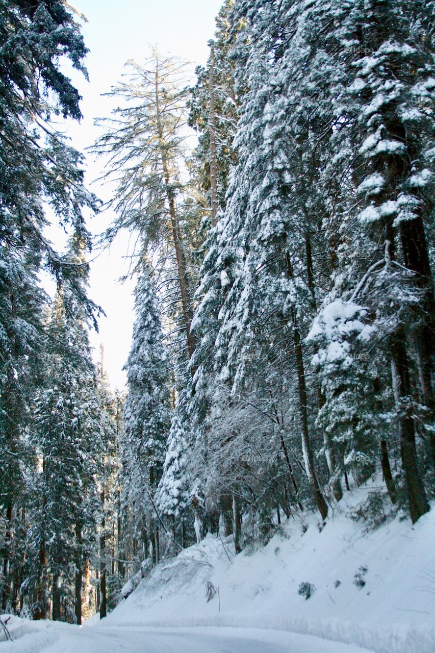 Sequoia winter park 