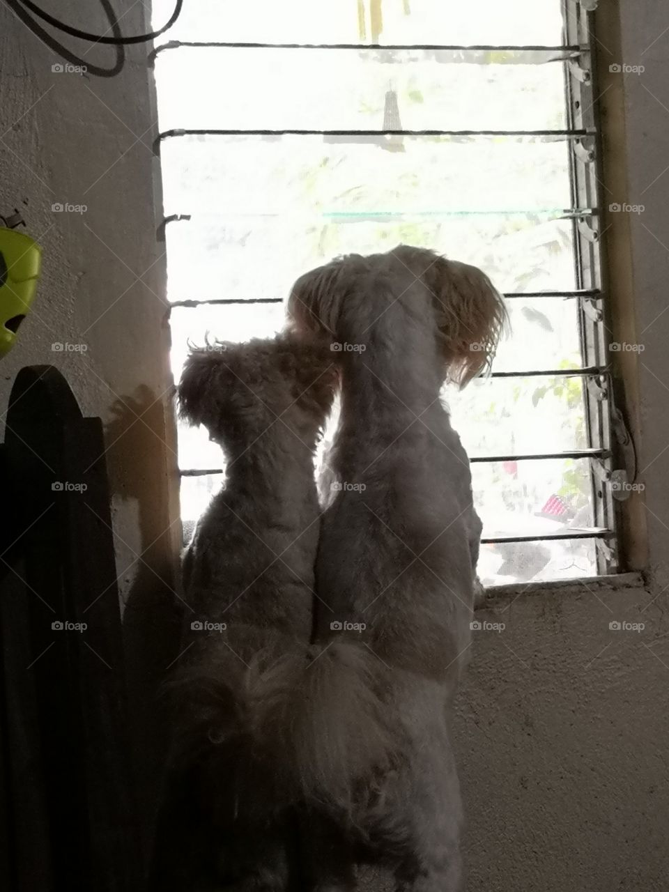 2 dogs on a window