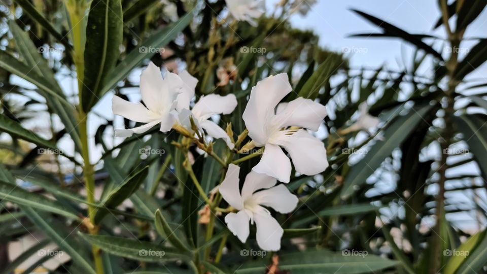 Weiße Oleanderblüten