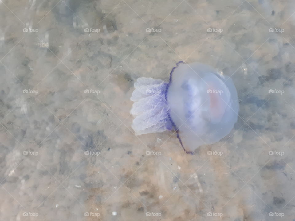 Purple jellyfish in the water