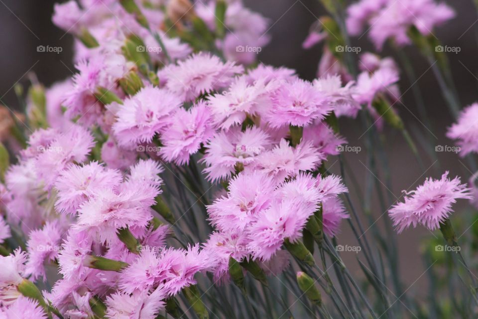 Lavender dianthus fizzy flower in spring