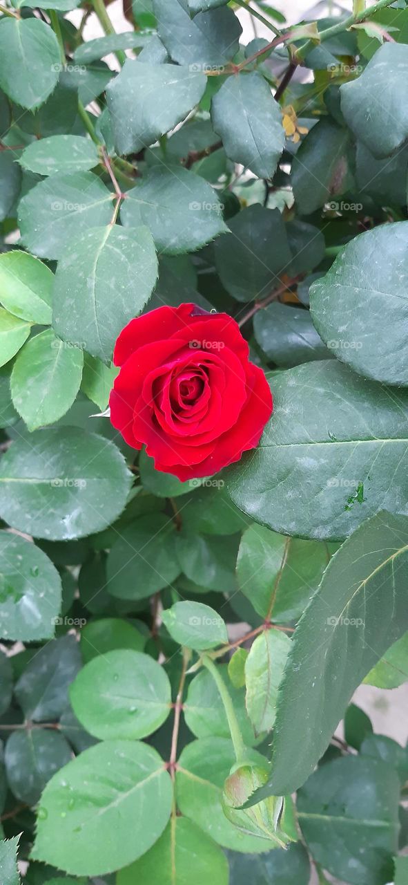 Red Rose flower 🌹, fresh flower, bloom flower, spring season flower 🌼 🌸