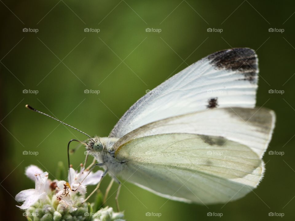 White butterfly on wildflowers 