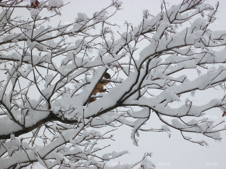 Squirrel on a snow covered branch in a tree