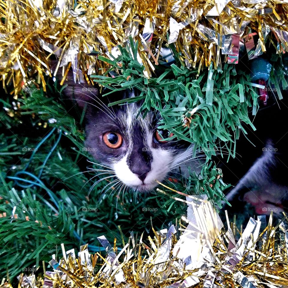 Ornament kitty 2