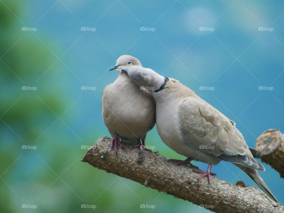 Birds kissing